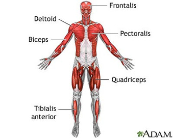 Diagram - Muscular System